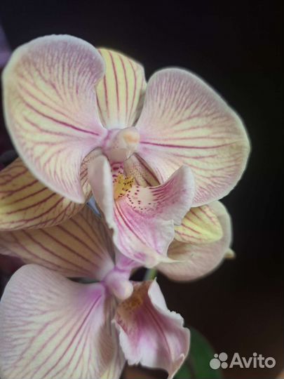 Орхидея фаленопсис