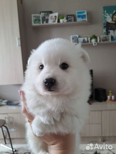 Японский шпиц