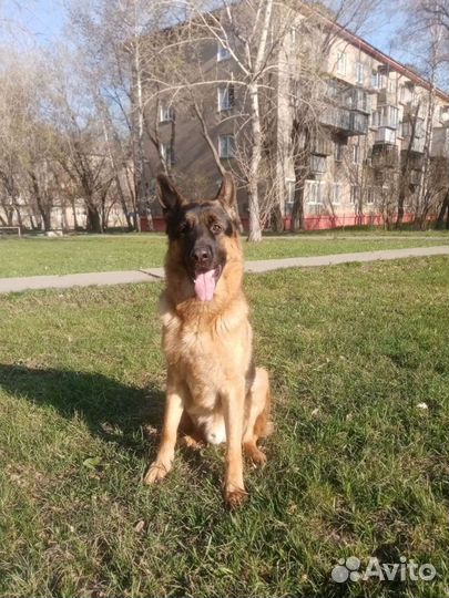Немецкая овчарка вязка