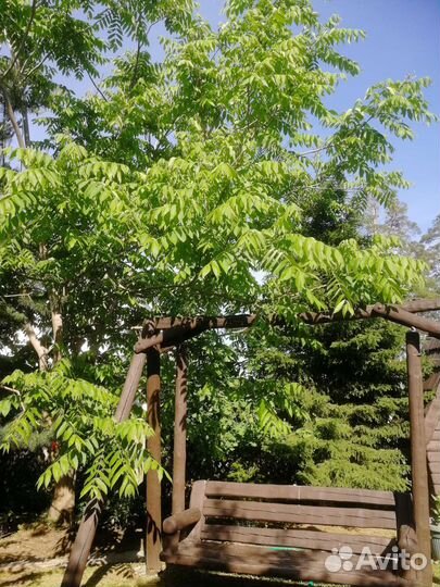 Манжурский орех