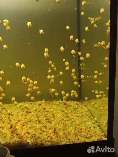 Улитка Ампулярия