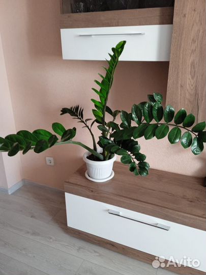 Замиокулькас