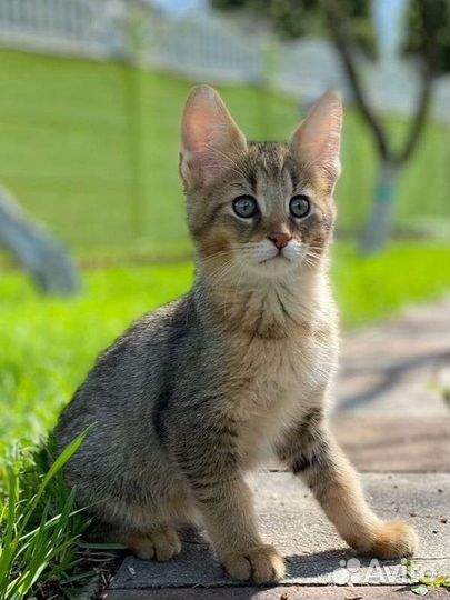 Чаузикотята