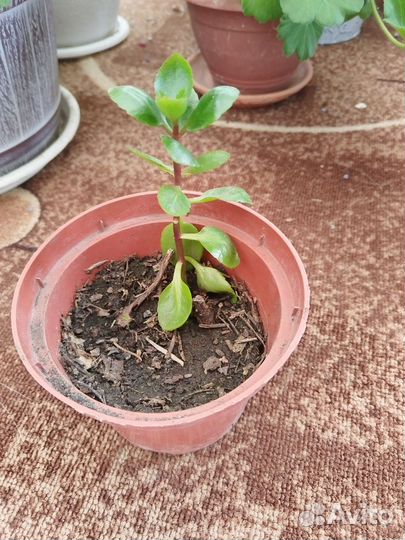 Каланхоэ цветущий