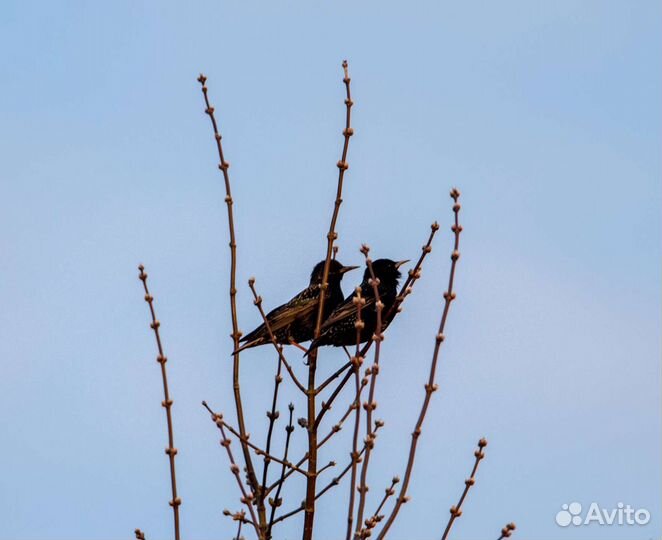 Sigma AF 150-600mm f/5.0-6.3 Cont-ry NikonF+TC1,4