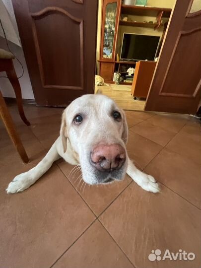 Выгул собак