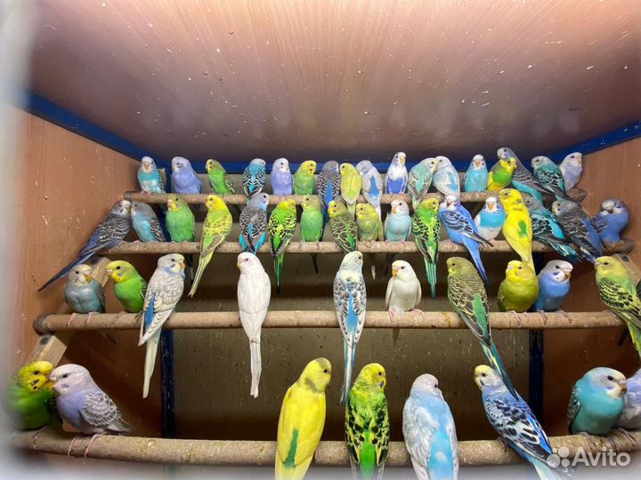 Попугаи оптом волнистые кареллы какарики