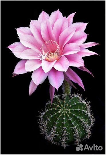 Цветы кактусов