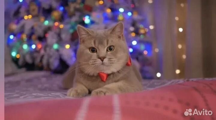 Британские котята