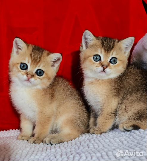 Золотые британцы