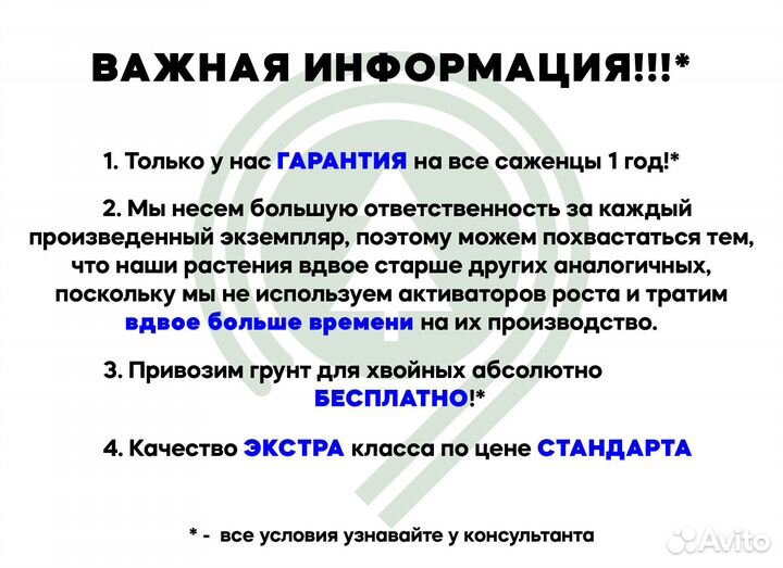 Туя для участка. Питомник