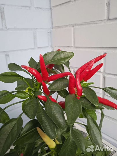 Острые комнатные перчики