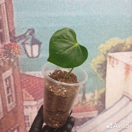 Антуриум cavalli