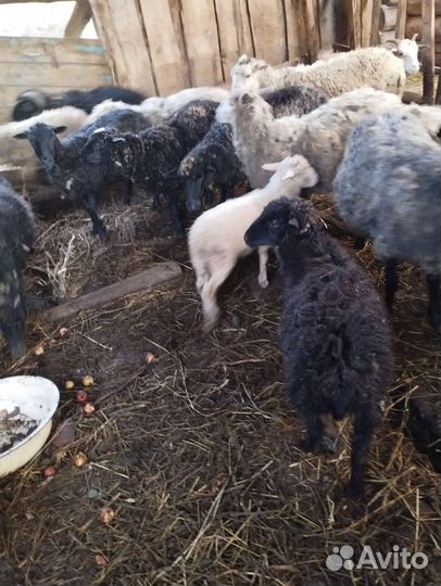 Овцы с ягнятами