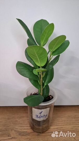 Фикус Мокламе