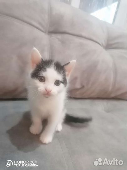 Котик в дар бесплатно