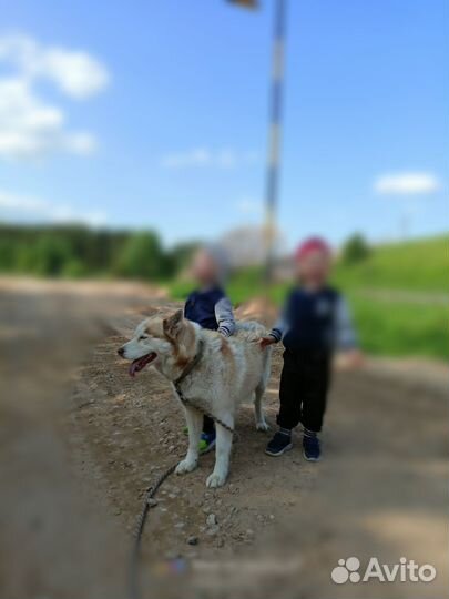 Хаски в добрые руки