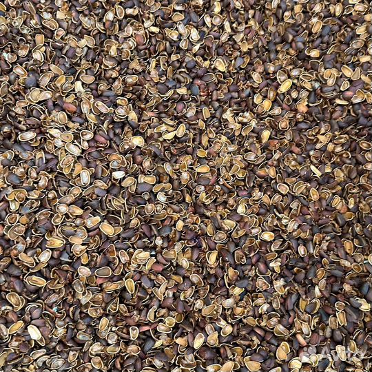 Мульча скорлупа кедрового ореха