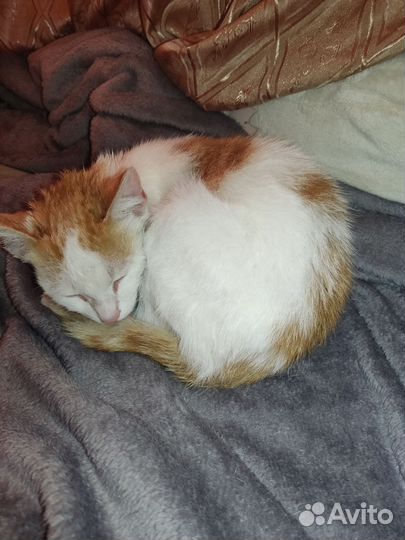 Рыжий котенок