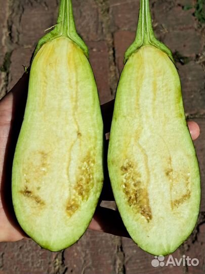 Баклажан Домашний