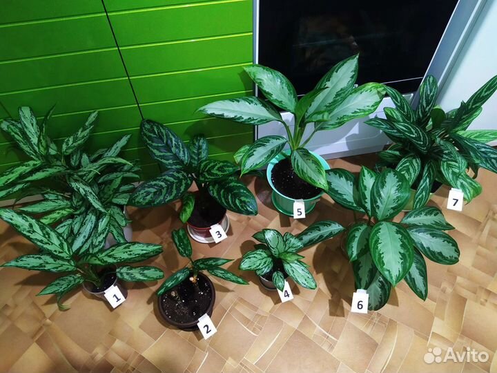 Очень красивые комнат. Цветы