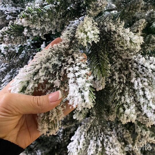 Ель Теона заснеженная