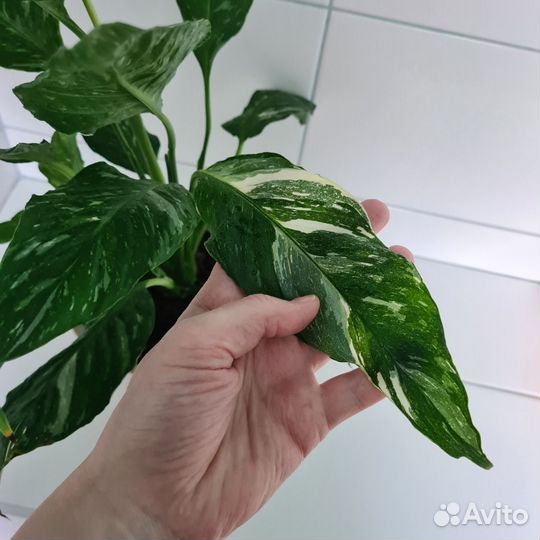 Спатифиллум Диамант или 