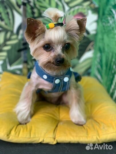 Груминг Салон Мистер Шпиц