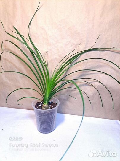 Комнатные растения, доставка (09.08)