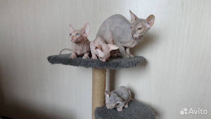 Донской сфинкс котята