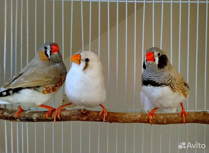 Зебровые амадинчики