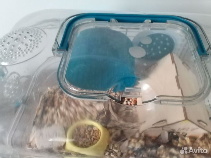 Хомяк бесплатно всё остальное платно