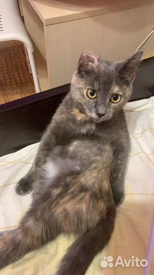 Мася ищет дом