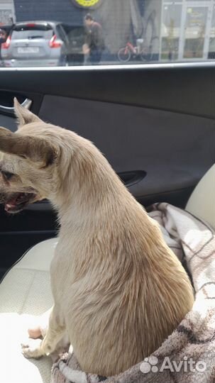 Маленькая собачка