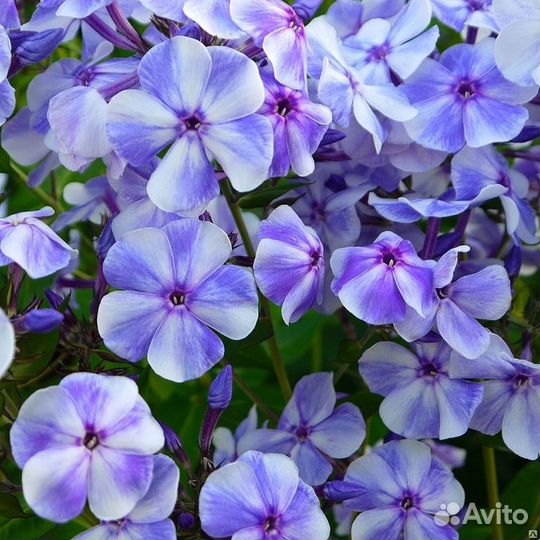 Флокс Гжель