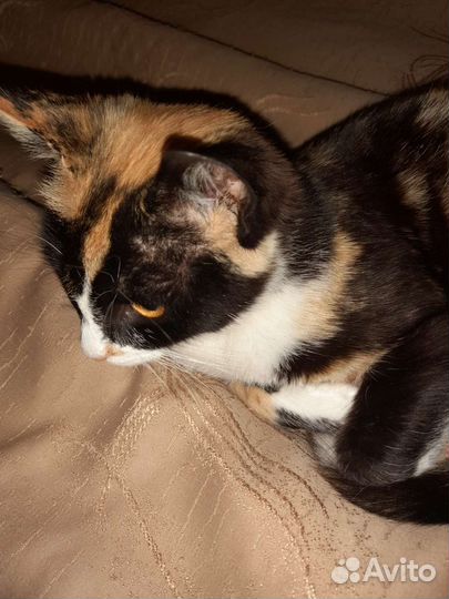 Кошка в добрые руки