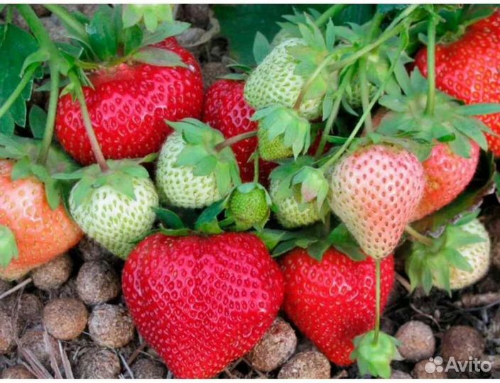 Клубника лорд