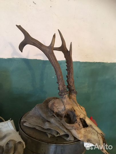 Рога косули