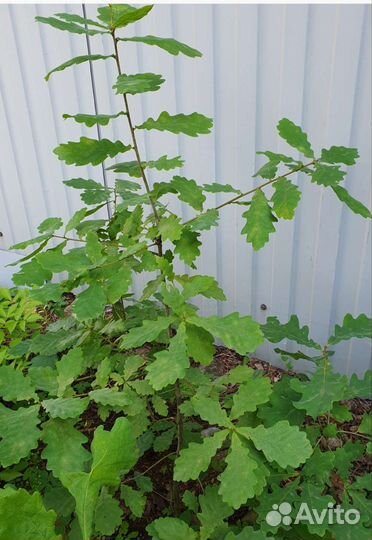 Дуб Саженцы дуба