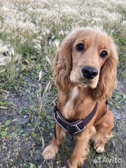 Корм для взрослых собак Grandorf adult