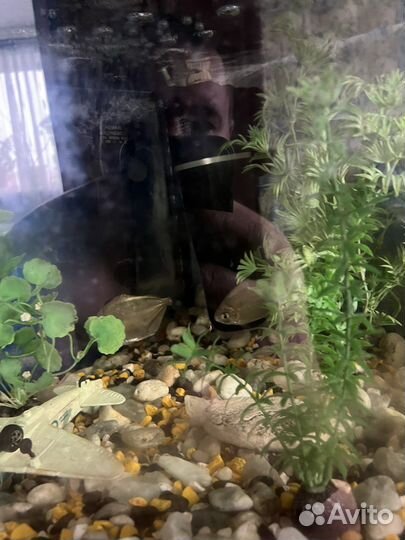 Аквариум с тумбой угловой
