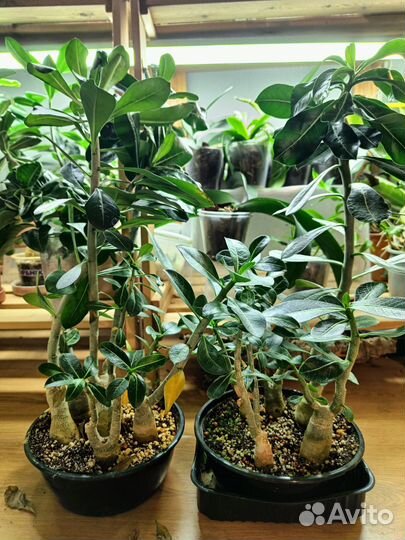 Адениум сеянцы