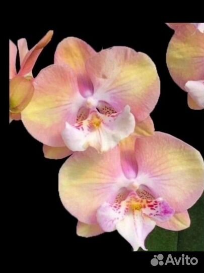 Орхидея Биг Лип Единорог