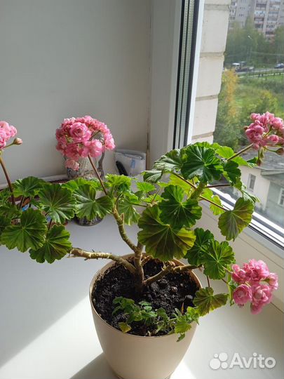 Пеларгония Anita