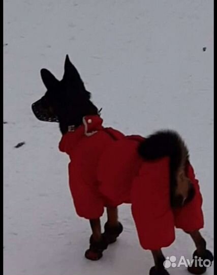 Той-терьер метис цвергпинчера