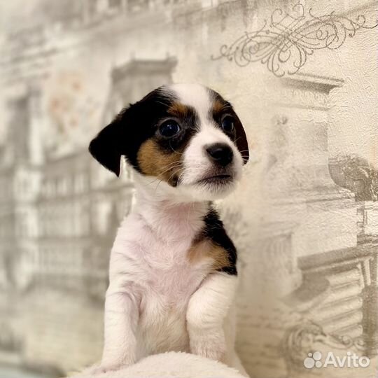 Джек рассел Девочка