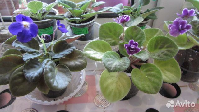 Цветущие сортовые фиалки