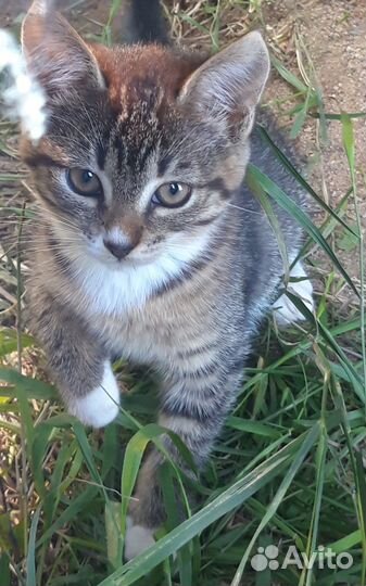 Отдам котят бесплатно-осталась лапочка девочка