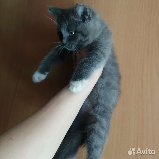 Кошечка в добрые руки