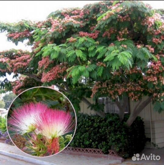 Альбиция ленкоранская